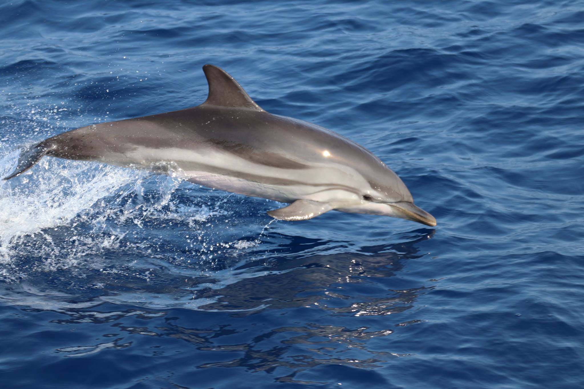 bateaux verts / dauphins